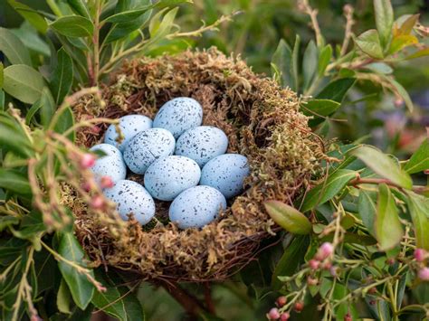 50 Best Ideas For Coloring Blue Jay Eggs