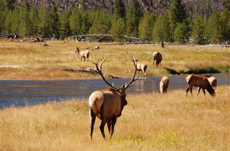 The elks borrowed rites and practices from freemasonry. Elk | The Life of Animals