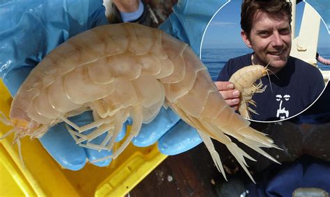 Worlds Biggest Prawn Discovered As Scientists Find 11 Inch