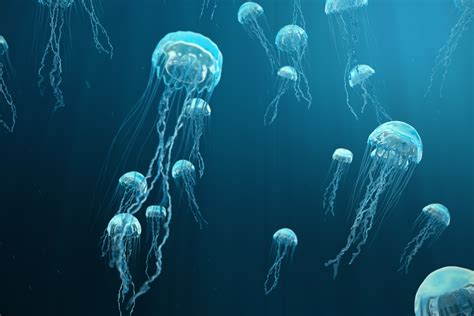 Biology All About Jellyfish Level 1 Activity For Kids Uk