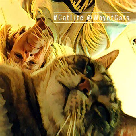 Cats always accused of being selfish. Are they? | the Way of Cats