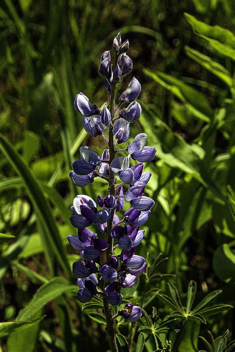 Wild Lupine Lupinus Perennis Pleasant Valley Conservancy Flickr