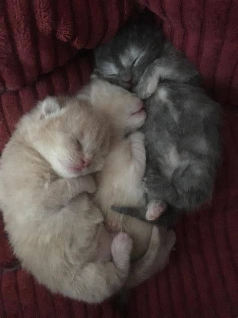 Half Persian Kittens In Exeter Devon Gumtree