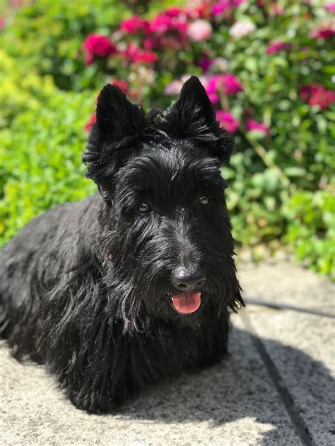 Scottie Notre Max Scottish Terrier Scottish Terrier Puppy Scottie Dog