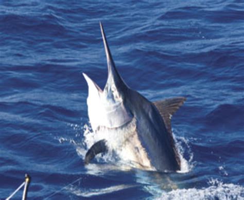 Fishing For Black Marlin In Australia Power And Motoryacht