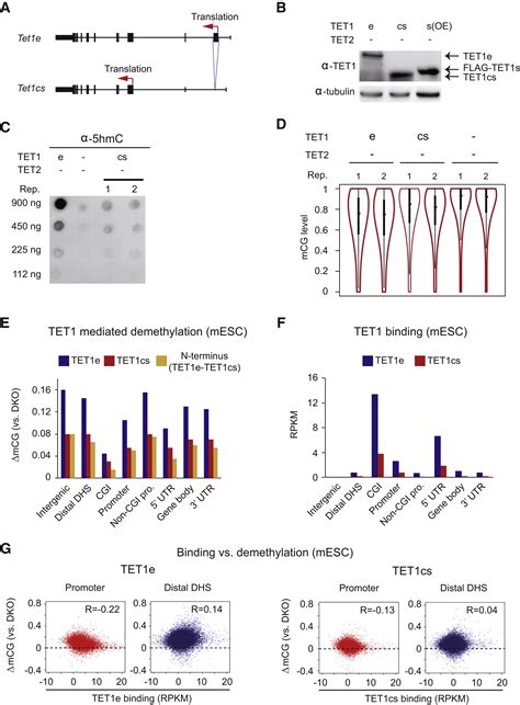 Isoform Switch Of Tet1 Regulates Dna Demethylation And Mouse