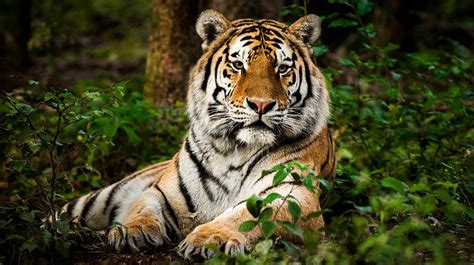 Top Imagenes De Tigres De Bengala Destinomexico Mx