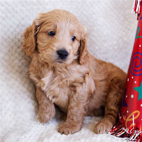 Browse goldendoodle puppies and buy a miniature goldendoodle now. Teacup Goldendoodle & Mini Goldendoodle Puppies for sale ...