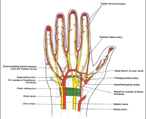 Standard Anatomy Of The Median Nerve Download Scientific Diagram