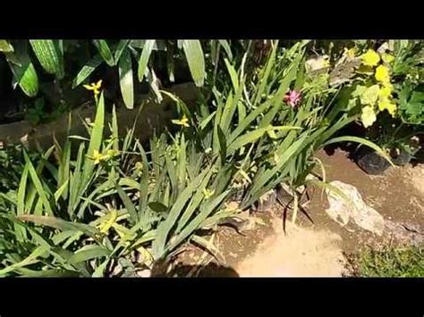 Bunga Iris Kuning Youtube