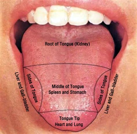 For example, if a patient has chest pain, organs close to the position of chest however, difficulties in concept identification, such as abbreviations and different forms of the same. The Parts of Tongue Body Interpret Your Health