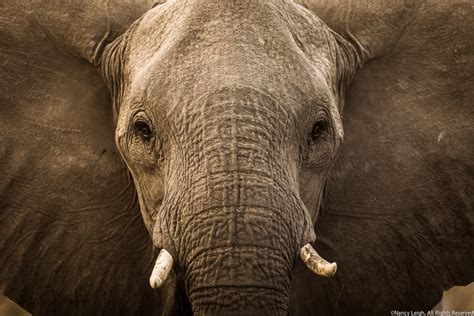 Elephant, National geographic, Elephant ears