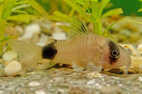 11 Top Catfish Breeds For Your Aquarium