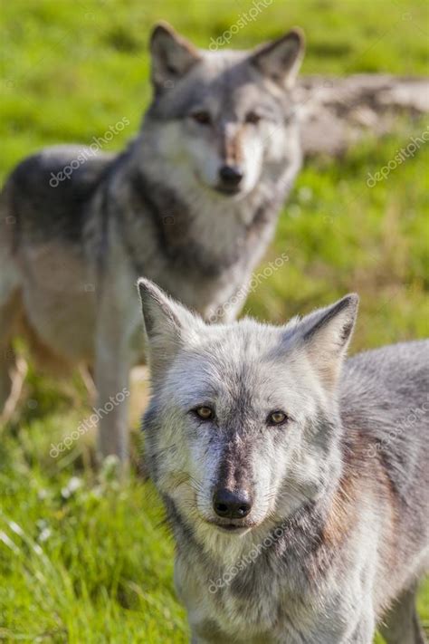 North American Gray Wolves Stock Photo By ©dmbaker 38622541