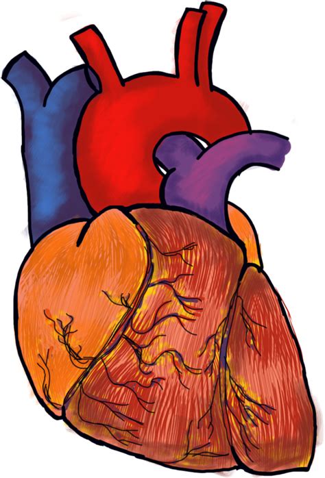 Imagem transparente coração humano vermelho PNG Arts