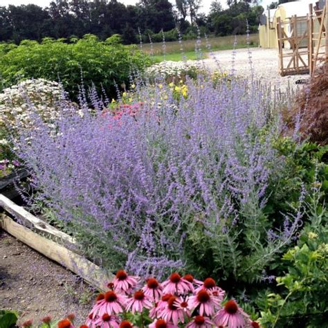 Russian Sage Soil The Dirt Guide