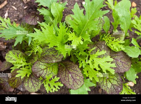 Mixed Salad Leaves Growing In A Vegetable Garden Stock Photo Alamy