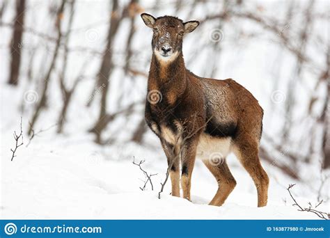 Attentive Wild Female Mouflon Sheep Standing In Snow In Winter Forest