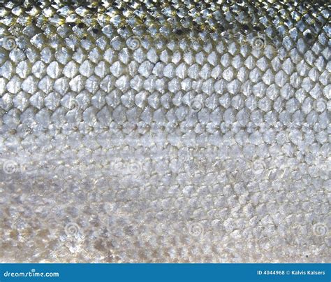 Scales Fish Texture Background Natural Texture Background Stock Photo