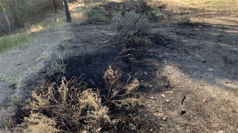 firefighters quickly extinguish small brush fire near wedekind road