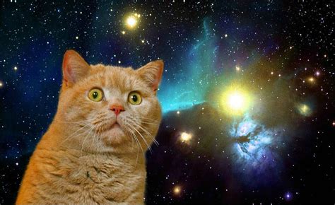 Download Shocked Funny Cat In Galaxy Wallpaper