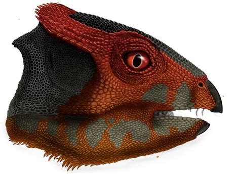 Triceratops Gets A Cousin Researchers Identify Another Horned Dinosaur
