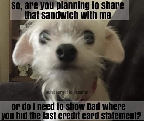 Dog Memes Hilarious Dog Memes Hilarious Dog Treat Dispenser Best