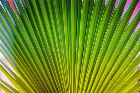 Abstract Image Of Fresh Green Palm Leaf Stock Image Image Of Fresh
