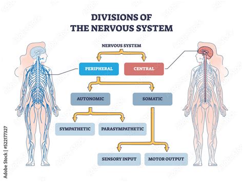 Divisions Of Peripheral And Central Nervous System Anatomy Outline