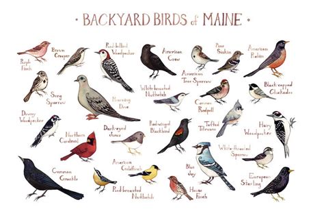 Maine Backyard Birds Field Guide Art Print Watercolor