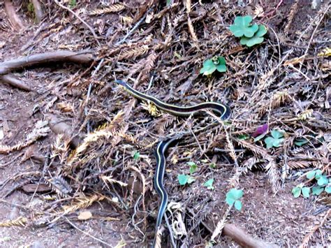 Snake On Cathedral Tree Trail Photos Diagrams And Topos Summitpost