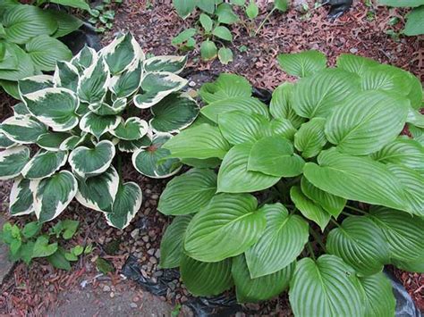 Dig up the entire root ball. How to Divide & Transplant Hostas - iSeeiDoiMake