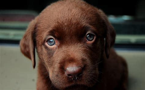 Animals Dog Labrador Retriever Puppies Wallpapers Hd Desktop And