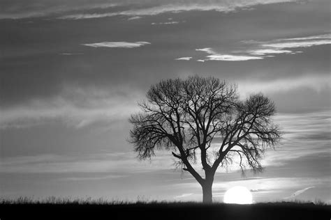Sunrise Silhouette Black And White Photograph By James Bo Insogna