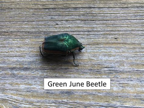 Green June Beetles