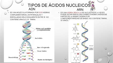Los Cidos Nucleicos Las Instrucciones De La Vida