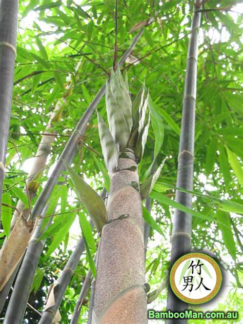 Java Black Bamboo Gigantochloa Atroviolacea Bamboo Whitsunday