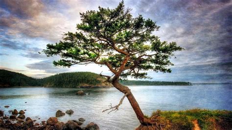 50 Of The Most Beautiful Trees In The World