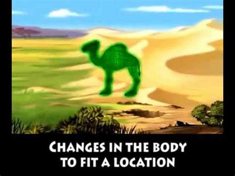 Camel Adaptation Song with Lyrics - YouTube