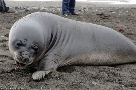 Elephant Seal Pup Weighing 200lb Comes Up For A Cuddle With Tourist In