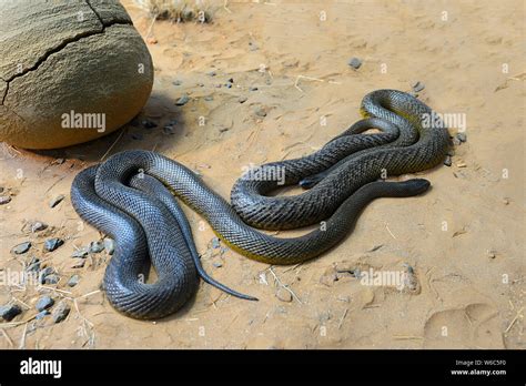 Inland Taipan Or Fierce Snake Oxyuranus Microlepidotus Is Native To
