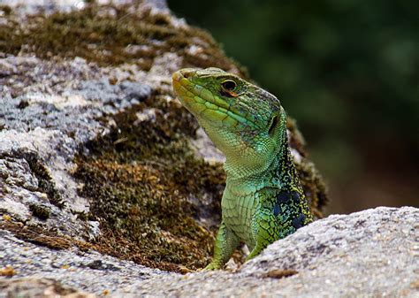 Fotos Gratis Naturaleza Fauna Silvestre Reptil Iguana Lagartija