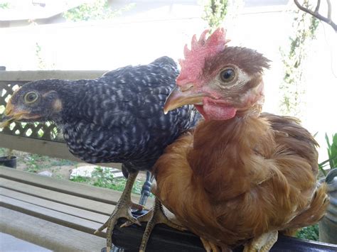 Turken Rooster Or Hen Backyard Chickens Learn How To Raise Chickens