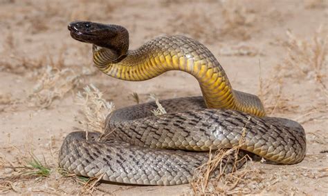 Boomslang Vs Inland Taipan What Are The Differences Az Animals