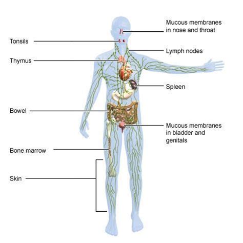 Important information about human body the volume of blood: Immune System: Parts, Function, and Diseases - StudiousGuy