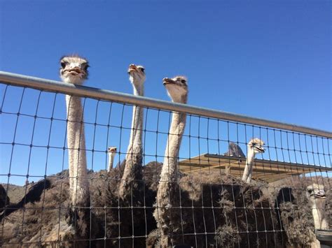 Rooster Cogburn Ostrich Ranch Grows From Hidden Heartbreak Pinal Ways