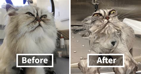 10 Hilarious Photos Of Cats Before And After A Bath