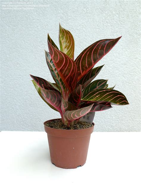 Plantfiles Pictures Aglaonema Chinese Evergreen