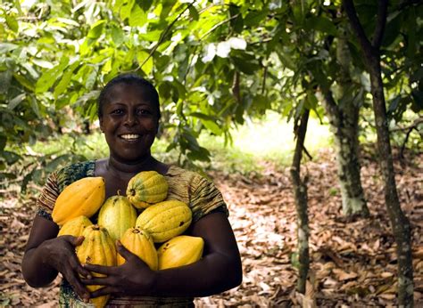 Climate Adaptation Increases Vulnerability Of Cocoa Farmers Study Shows