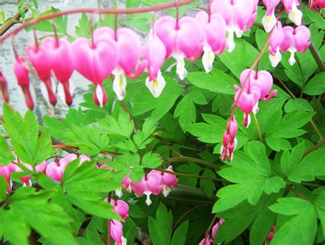 Bleeding Heart Dicentra Spectabilis An Old Fashioned Spring